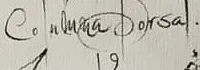 «Columna dorsal» escrito a mano en la hoja III de los estudios de anatomía