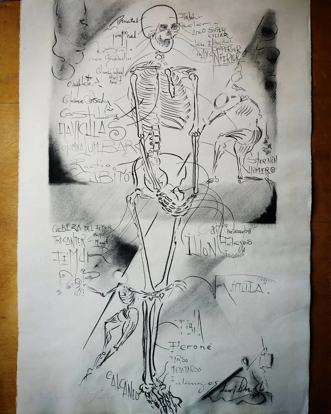 Estudio de anatomía, huesos, hoja I: de frente, con el caballo. Dibujo de José Luis Acera Díaz, 1979