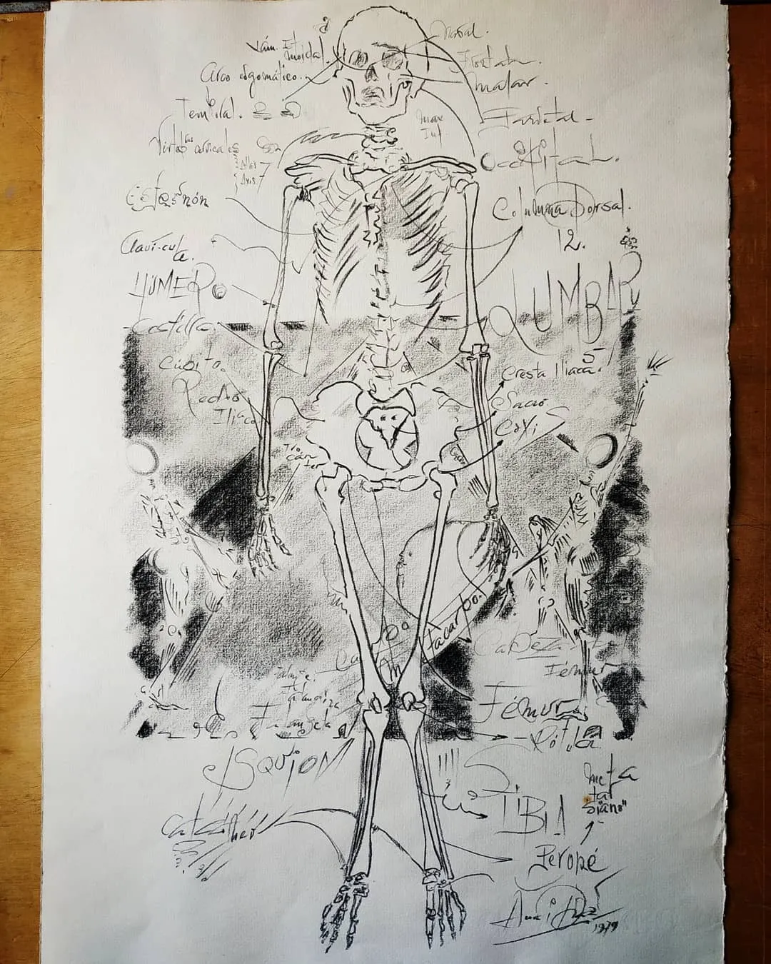 Estudio de anatomía, huesos (1979), dibujo de José Luis Acera Díaz: esqueleto de frente con los nombres de los huesos