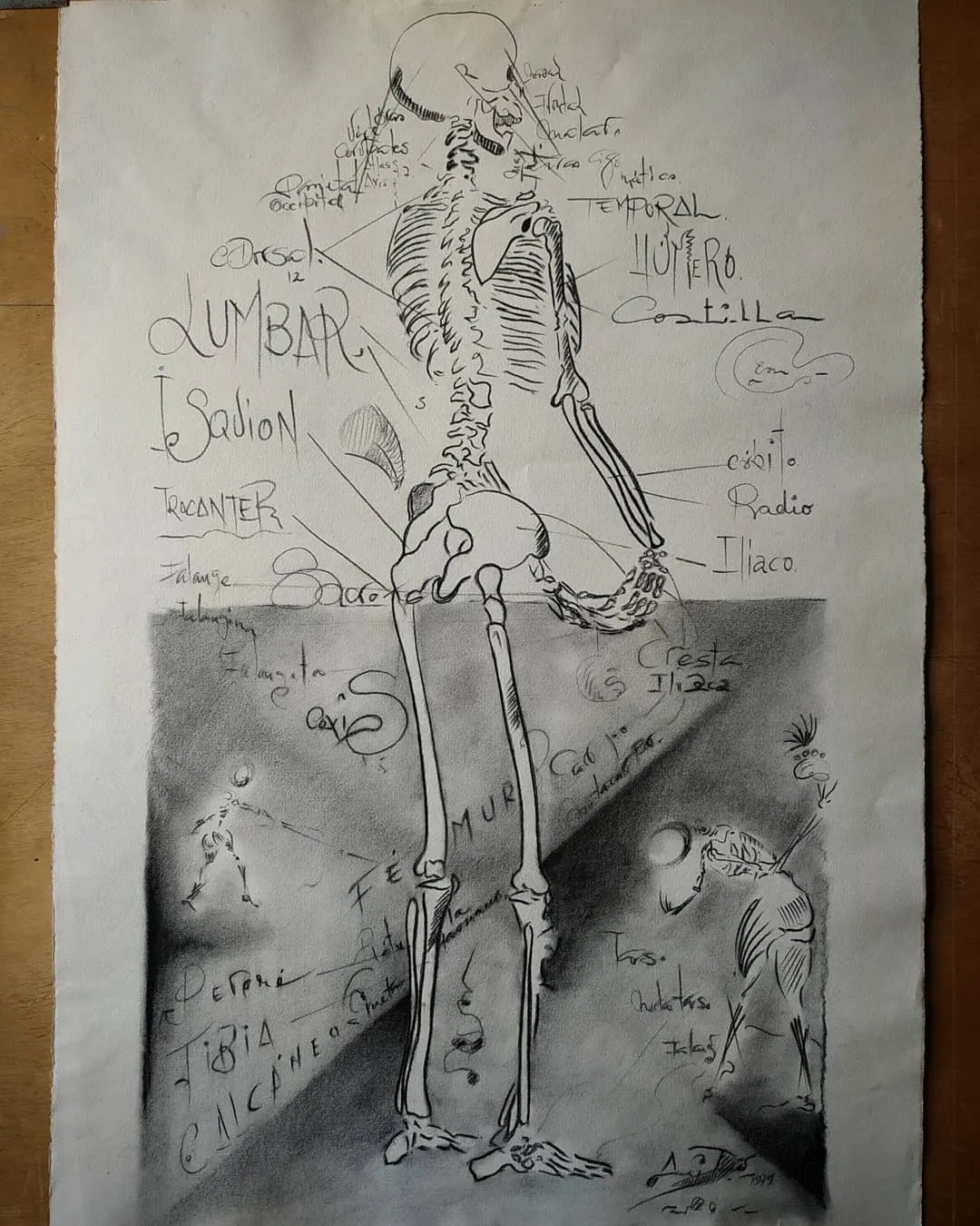 Estudio de anatomía, huesos, hoja IV: de espaldas. Dibujo de José Luis Acera Díaz, 1979