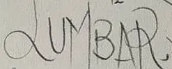 «Lumbar» escrito a mano en la hoja IV de los estudios de anatomía