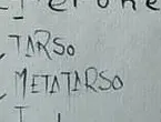 «Tarso y metatarso» escrito a mano en la hoja I de los estudios de anatomía
