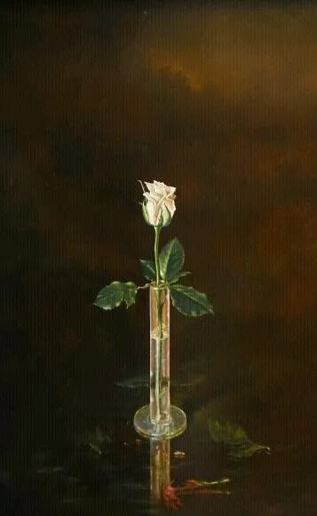 Rosa blanca, de José Luis Acera Díaz